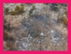 Click On Image To Enlarge